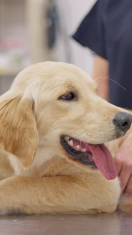 Glücklich,-Hund-Und-Labrador-Welpe-Im-Tierarzt