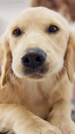 Atención-Sanitaria,-Médico-Y-Un-Perro-En-El-Veterinario.