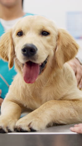 Tierarzt,-Hund-Und-Hände-Der-Frau-Als-Haustier-Zur-Pflege