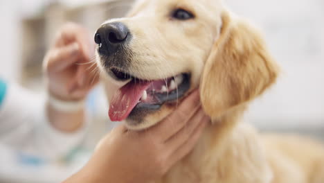 Hundeuntersuchung,-Zähne-Und-Ein-Tierarzt-Für-Die-Zahnpflege