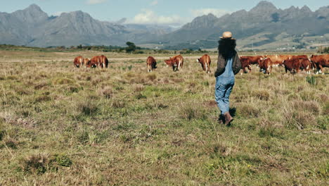 Cattle,-farm-and-woman-walk-with-cows