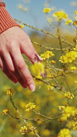 Hand,-flower-and-field-closeup-on-adventure