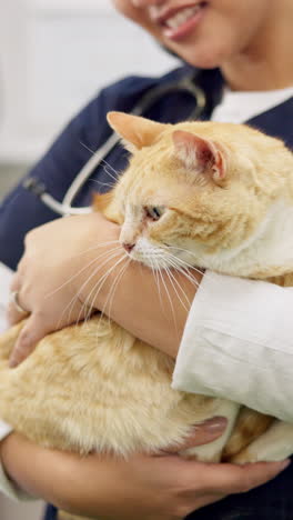 Hände,-Tierarzt-Und-Frau,-Die-Katze-Zur-Pflege-Streichelt