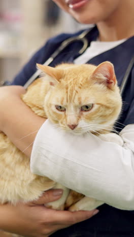 Hände,-Tierarzt-Und-Weibliche-Haustierkatze-Zur-Pflege