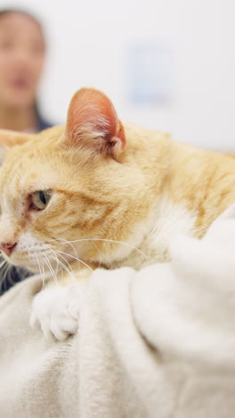 Healthcare,-cat-and-at-the-vet-with-owner