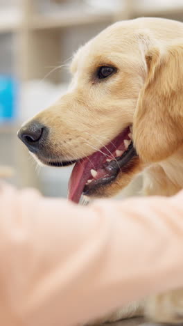 Glücklich,-Hund-Und-Welpe-Beim-Tierarzt
