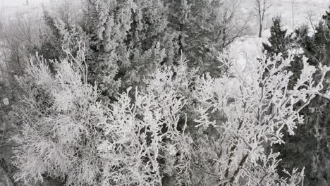 Intense-hoar-frost-seen-among-the-tree-tops-with-a-beautiful-winter-forest-setting-behind-it