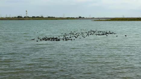 Large-group-of-American-Coots-on-North-Lake-in-Coppell-Texas
