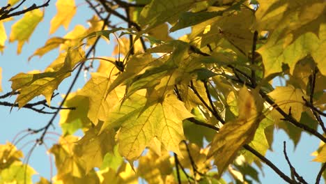 Maple-leaves-with-yellow-foliage-in-the-wind-in-sunny-weather