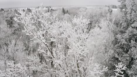 Beautiful-hoar-frost-on-the-top-of-a-tall-poplar-tree-in-the-Canadian-whiteshell