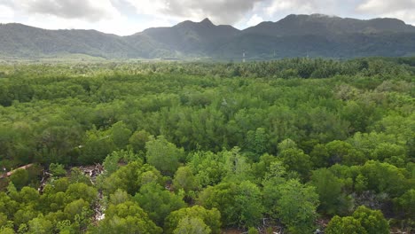 Aerial-slow-dolly-drone-shot-of-a-mangrove-forest-with-a-mountain-and-jungle-in-the-background
