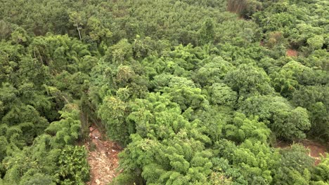 Descending-Aerial-drone-shot-of-a-dense-bamboo-forest-in-the-middle-of-a-jungle