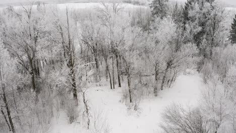 Frostiger-Winterwald-Mit-Reif-Auf-Den-Bäumen