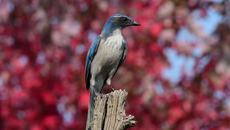 California-scrub-jay-landing-on-a-post-with-a-colorful-autumn-tree-in-the-background