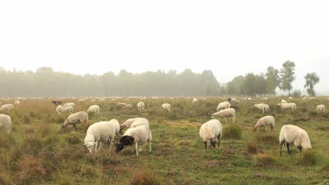Wide-view-of-sheep-passing-by-and-grazing-in-heather-moorland-landscape-with-low-hanging-mist-obscuring-the-forest-on-the-horizon-and-orange-glow-on-the-misty-dew-drop-rich-sunrise