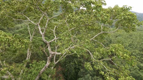 Absteigende-Luftdrohnenaufnahme-Eines-Großen-Tropischen-Baumes-In-Einem-Dichten-Bambuswald-Inmitten-Eines-Dschungels,-Der-Ein-Flussbett-Freilegt