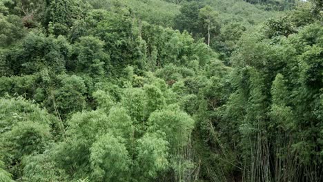 forward-dolly-Aerial-drone-shot-of-a-dense-bamboo-forest-in-the-middle-of-a-jungle
