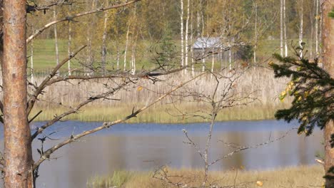 Autumn-lake-in-Finland,-static-flat