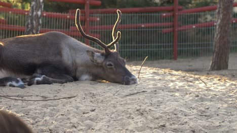 Reindeer-Lying-Inside-The-Cage-Of-A-Zoo-Near-Norwegian-Village-In-Arendel,-Zagorow-Poland