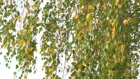 Birch-leaves-with-yellow-foliage-in-the-wind-in-sunny-weather