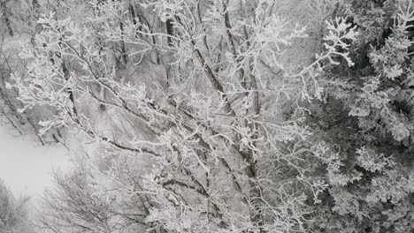 Close-up-aerial-shot-of-beautiful-hoar-frost-on-a-tall-poplar-tree