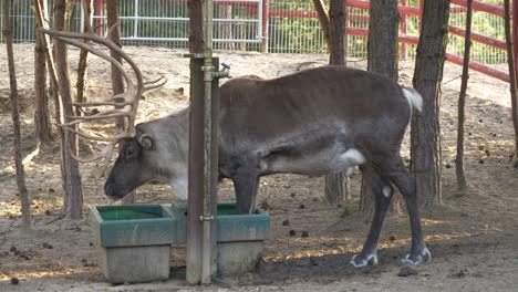 Reindeer-Drinking-Water-Inside-The-Pen-Made-In-Metal-Fence-In-Arendel-At-Norwegian-Village,-Zagorow-Poland