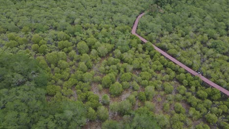 Aerial-drone-slow-dolly-shot-of-a-mangrove-forest-with-a-walk-way-in-a-national-part-in-Thailand