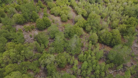Aerial-drone-slow-dolly-shot-of-a-mangrove-forest