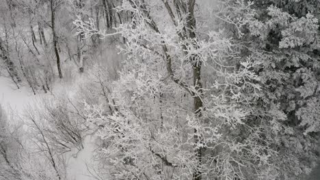 Close-up-aerial-shot-of-beautiful-hoar-frost-on-a-tall-poplar-tree