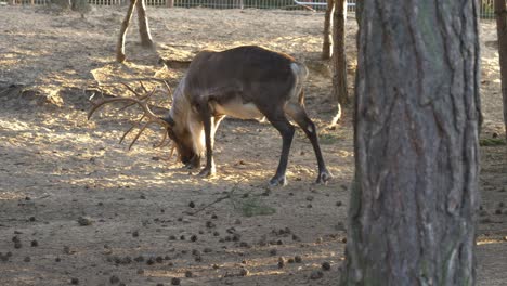 Domestic-Reindeer-Feeding-On-The-Ground-At-The-Norwegian-Village-In-Arendel,-Zagorow,-Poland