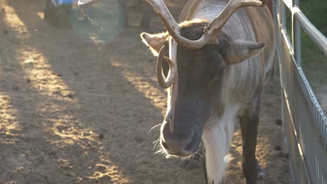 A-Reindeer-At-The-Farm-In-Arendel,-Poland-Standing-Under-The-Morning-Sunlight---close-up