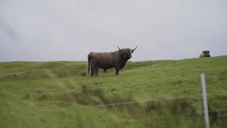 Wide-shot-of-wild-Faroese-Cow-Cattle-grazing-on-green-pasture-on-Faroe-Vagar-Island