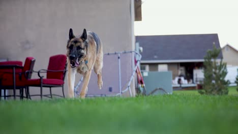 Playful-German-Shepherd-Pet-Dog-Running-on-Grass---Low-Angle-Tracking-Shot