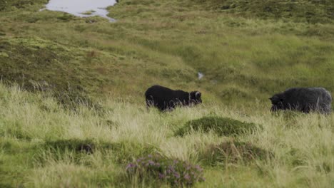 Schwarze-Ziegen,-Die-Auf-Grüner-Graslandschaft-Auf-Der-Insel-Vagar,-Färöer-Grasen