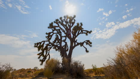 Wüstenzeitraffer-Mit-Einem-Joshua-Tree-Im-Vordergrund-Und-Den-Strahlen-Der-Sonne,-Die-Durch-Die-Wolken-Scheinen