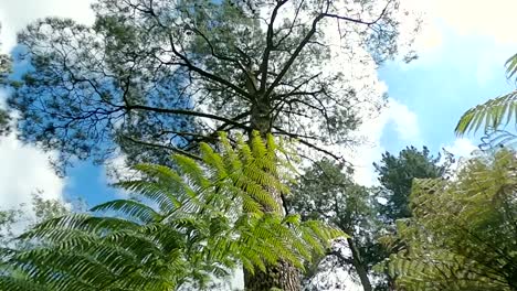 Tall-tree-towering-into-the-sky-with-sun-rays-beaming-through-the-branches-and-close-up-of-fern