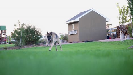 German-Shepherd---Adorable-Domesticated-Pet-Dog-Playing-in-Grass-Yard