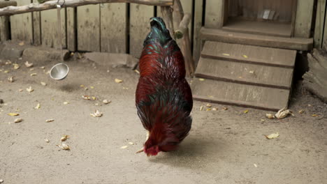 Rooster-Pecking-Food-On-The-Ground-Outside-Its-Coop-In-Granby-Zoo,-Quebec,-Canada