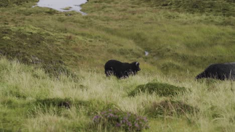 Färöische-Schwarze-Ziegen-In-Der-Wildnis,-Die-Zwischen-Dünenlandschaft-Weiden