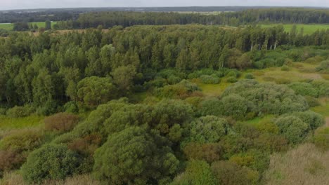 Heavily-forest-region-of-Vortsjarv-Estonia-aerial-drone