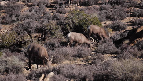 Big-Horn-Sheep-Roam-in-Joshua-Tree-National-Park-Desert