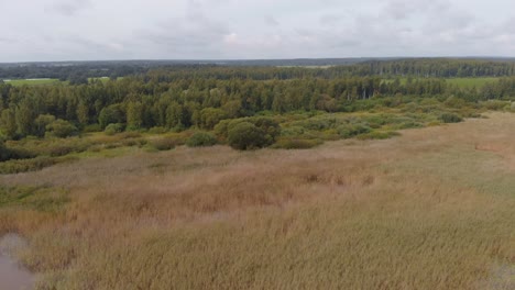 Forestación-Vortsjarv-Estonia-Europa-Aéreo-Drone