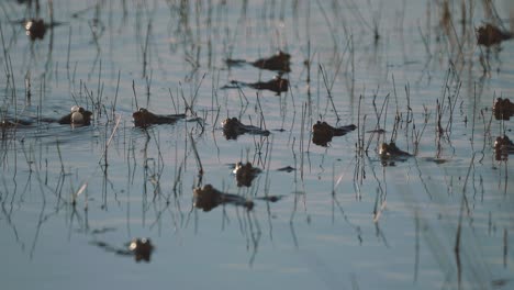 common-frogs-gathered-in-swamp-water,-heads-sticking-out