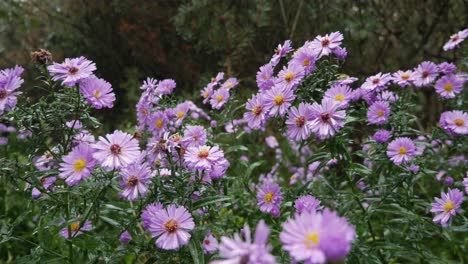 Autumn,-purple-asters-bloom-in-garden-on-rainy-day,-tracking-shot