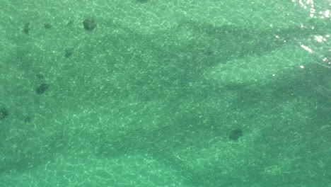 Drone-footage-of-fish-moving-through-bait-in-clear-green-emerald-waters