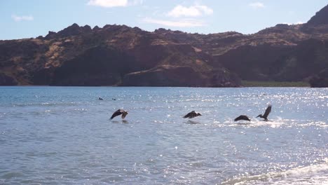 Pelikanvögel-Jagen-Fliegend---Tauchen-Ins-Meerwasser-In-Agua-Verde,-Mexiko---Verfolgen-Die-Bewegung