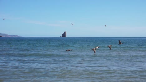 Pájaros-Pelícanos-Volando-Con-Gracia-Sobre-El-Hermoso-Paisaje-Natural-Del-Océano