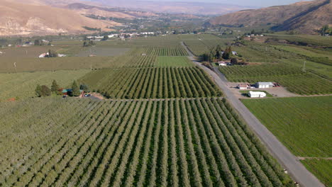 Rows-of-fruit-trees-in-Wenatchee,-USA---Apple-Capital-of-the-World