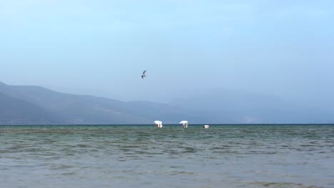 Gruppe-Von-Flamingos,-Die-Auf-Dem-Seegrund-über-Seichtem-Wasser-Des-Ohridsees-Graben