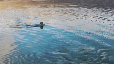 Drone-flying-over-Seal-swimming-in-arctic-sea,-diving-in-Blue-Calm-Ocean-In-Westfjords-Iceland-During-Sunset